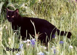 Bogey in the field