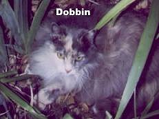 Dobbin