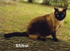 Shibui